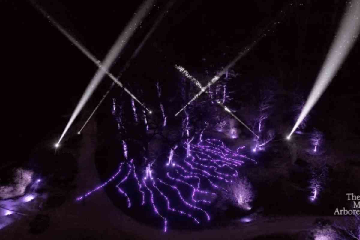 Tree lights at Morton Arboretum at night purple lights