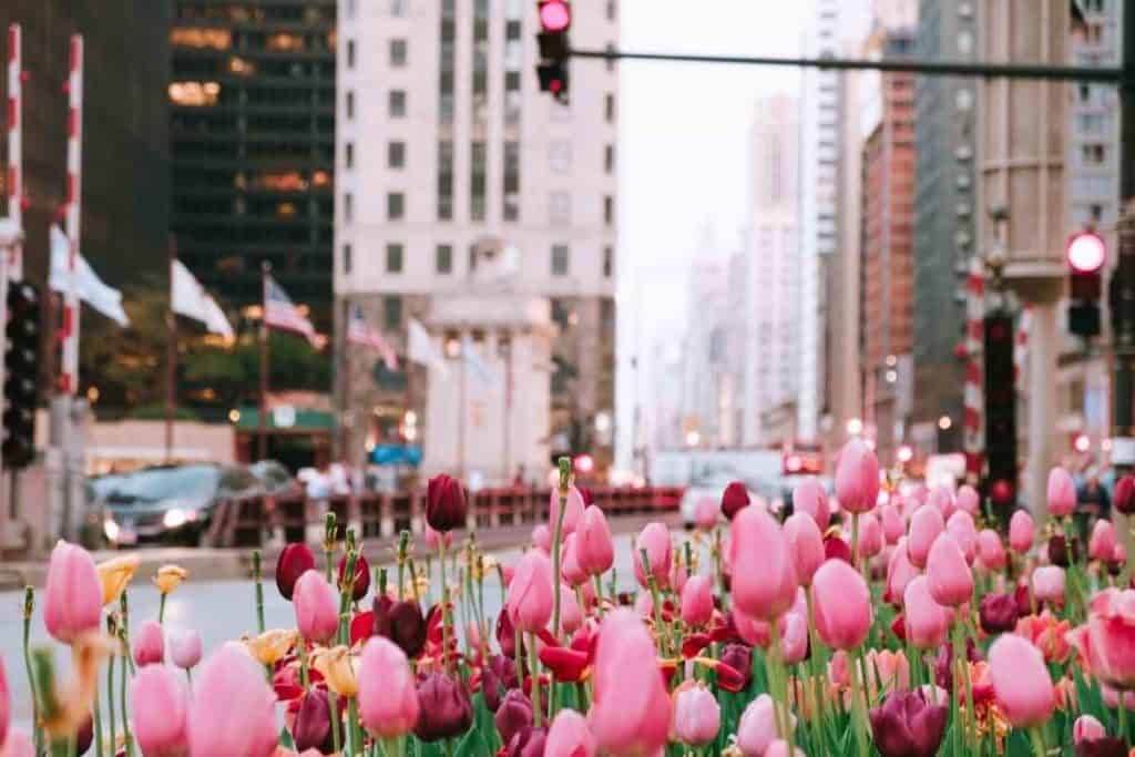 pink tulips blooming in chicago, IL.