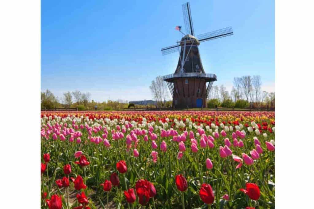 Tulip season blooming in Holland, Michigan