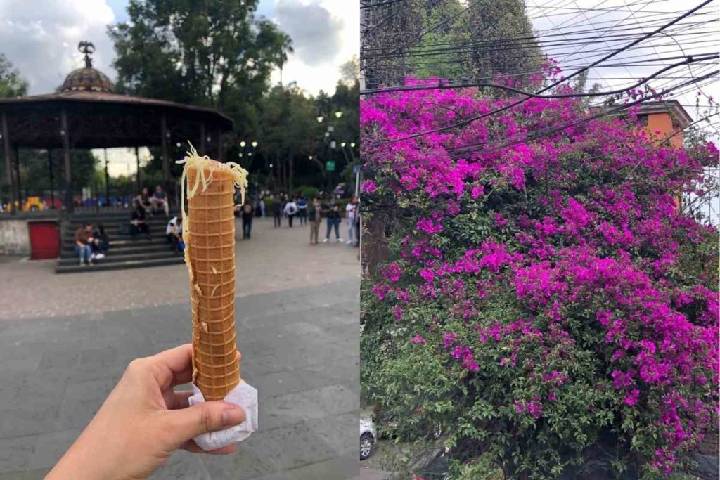 marquesita mexican dessert and beautiful purple bugambilias in coyoacan mexico city