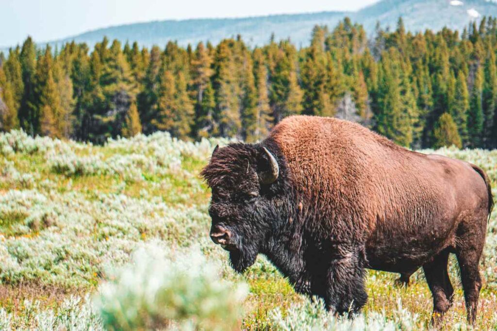 A bison grazing in a grassy field surrounded by forest and mountains, representing the kind of wildlife you might encounter on adventurous day trips from Montreal.